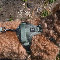 Ollipet For Wagging Tails | Airflex hundesele