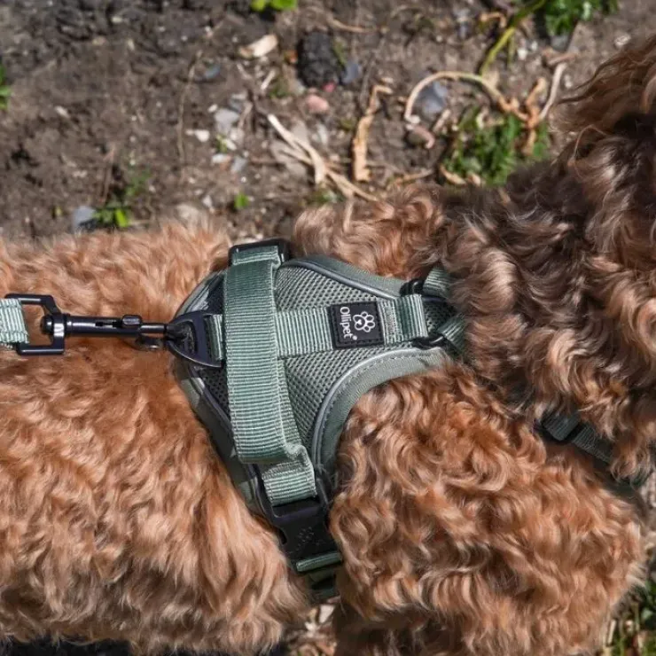 Ollipet For Wagging Tails | Airflex hundesele