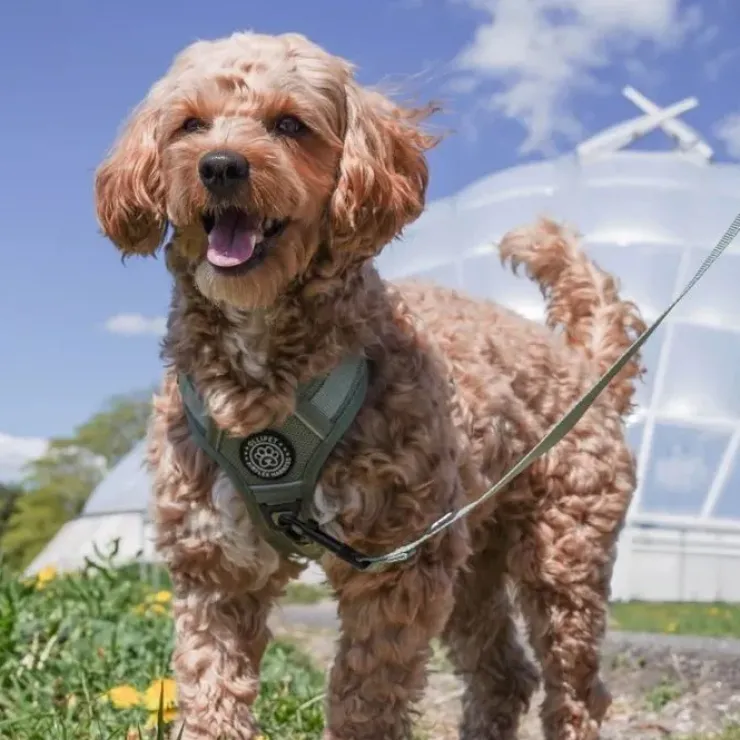Ollipet For Wagging Tails | Airflex hundesele