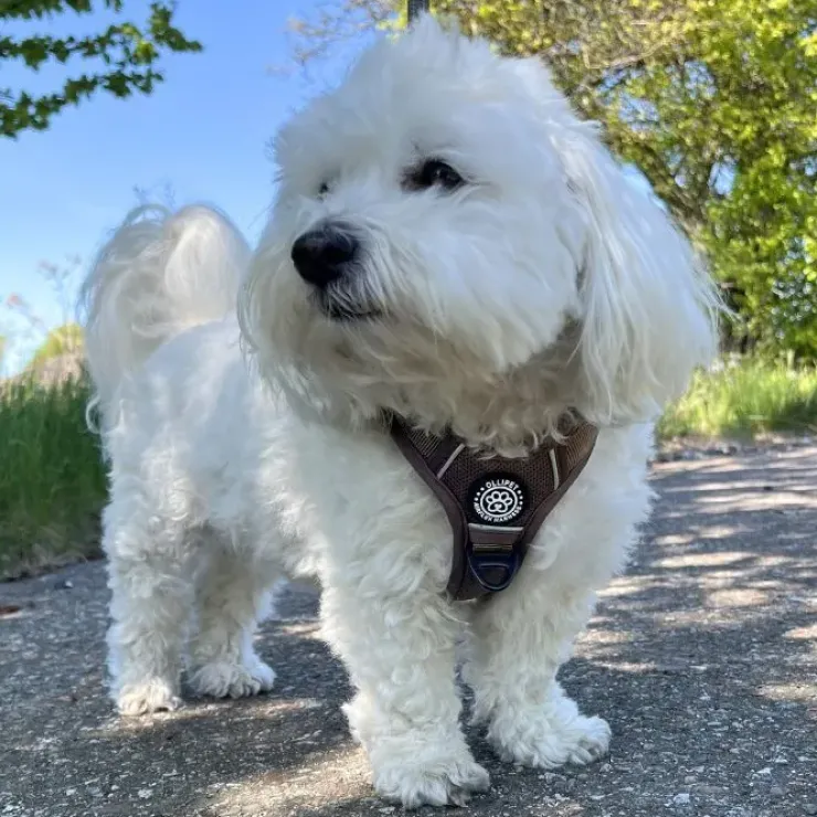 Ollipet For Wagging Tails | Airflex hundesele