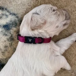 Ollipet For Wagging Tails | Halsbånd