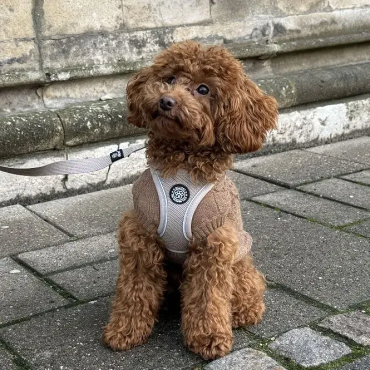 Ollipet for Wagging Tails | Hundesweater
