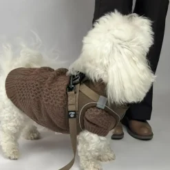 Ollipet for Wagging Tails | Hundesweater