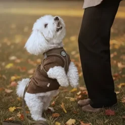 Ollipet For Wagging Tails | Step in Sele