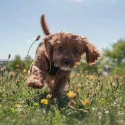 Ollipet For Wagging Tails | Step in Sele