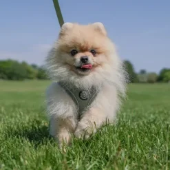 Ollipet For Wagging Tails | Step in Sele