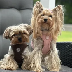Ollipet For Wagging Tails | Velluto step-in sele