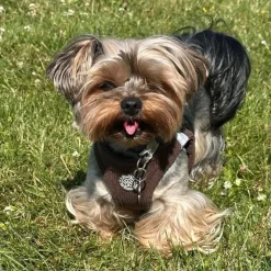 Ollipet For Wagging Tails | Velluto step-in sele