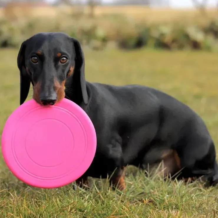 Ollipet Frisbee Classic Slim