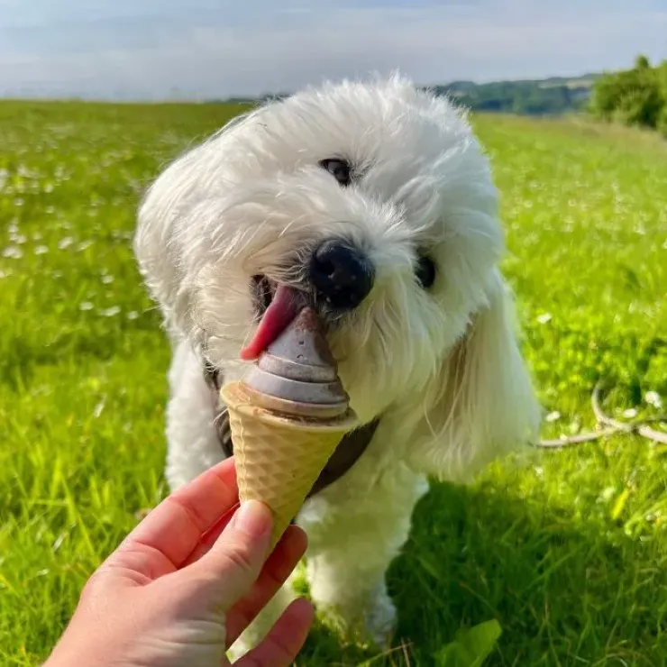 Ollipet FrostSnack Isform | Lav en hundeis