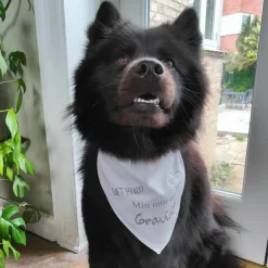 Ollipet "Gæt Hvad? Min mor er Gravid" Bandana