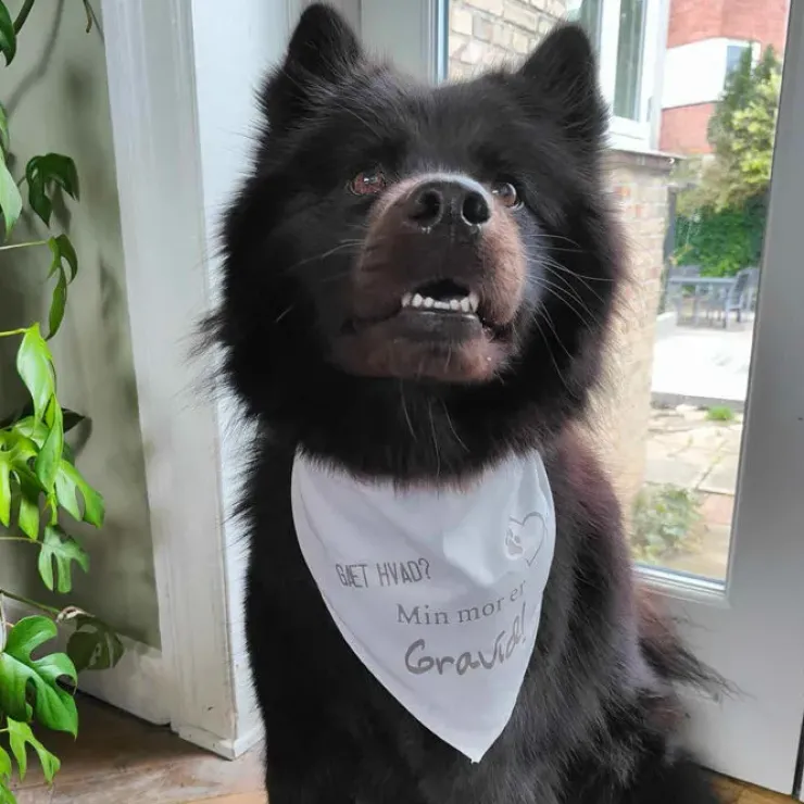 Ollipet "Gæt Hvad? Min mor er Gravid" Bandana