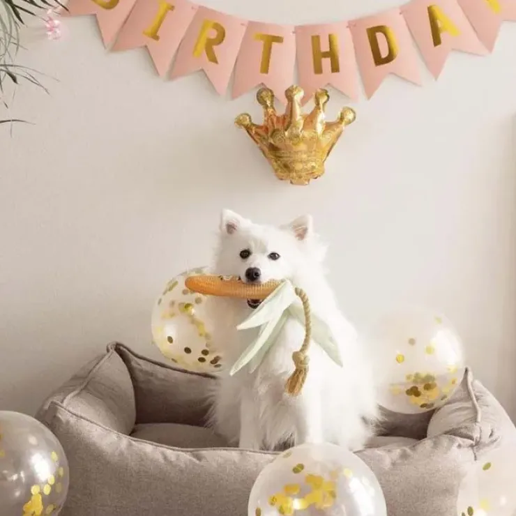 Ollipet Happy Birthday Party Pakke | OUTLET