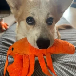 Ollipet Hide-a-Treat | Hummer