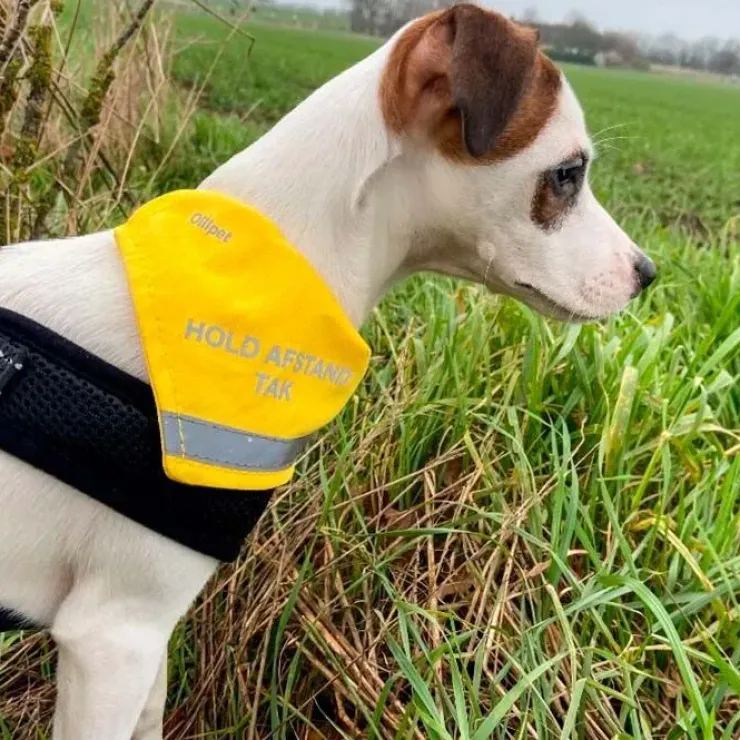 Ollipet Hold afstand tak | Bandana