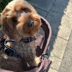Ollipet Hundeklapvogn Venezia