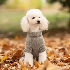 Ollipet Hundesweater | I Am Pawsome