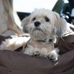 Ollipet Karma Deluxe Autokurv 2i1