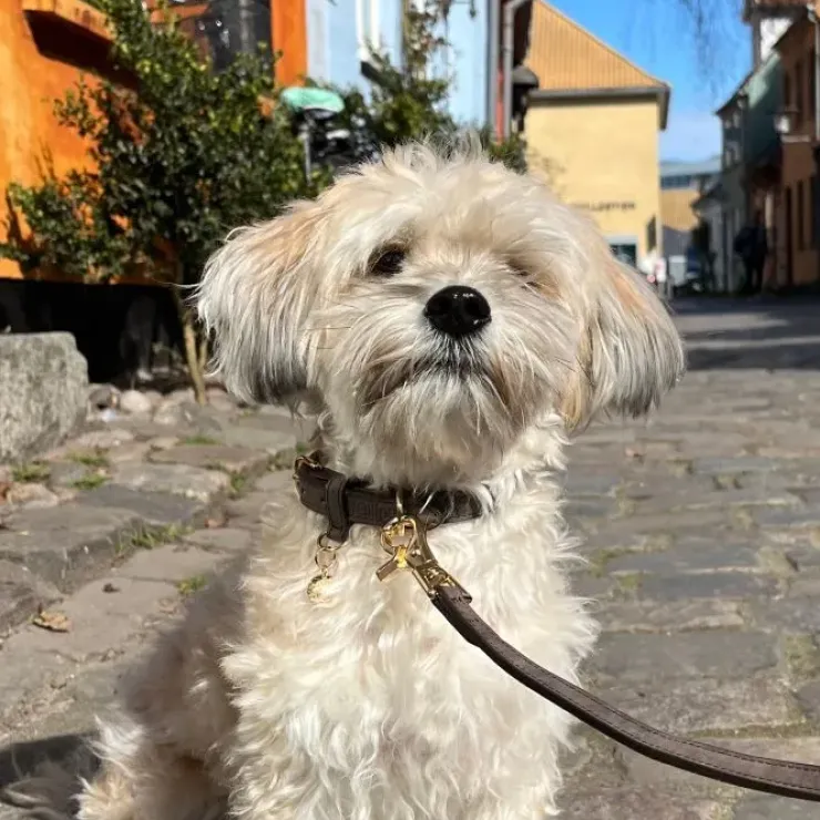 Ollipet Luxor Hundesnor