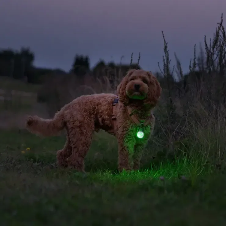 Ollipet Night Glow LED Lygte
