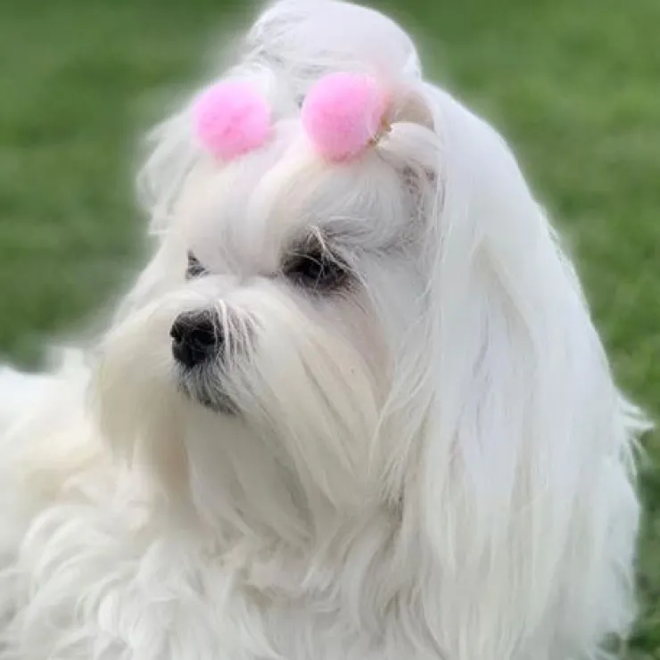 Ollipet Pompom hårpynt