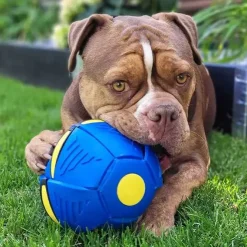 Ollipet Power Frisbee Ball