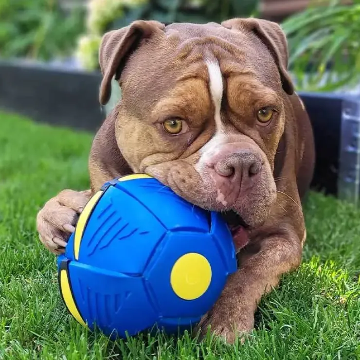 Ollipet Power Frisbee Ball