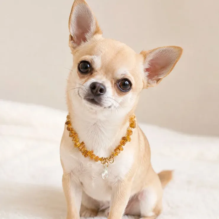 Ollipet Ravhalsbånd med Swarovskisten | Mini