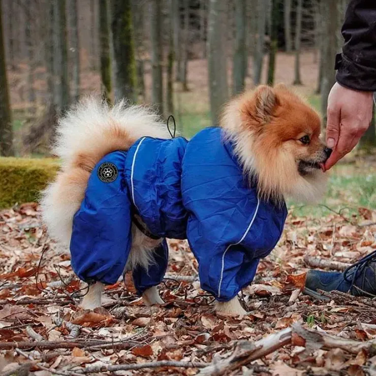 Ollipet regndragt til hunde | Color Collection | OUTLET