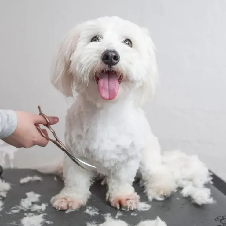 Ollipet Rosella Buet Groomingsaks no.3 | 6,5"