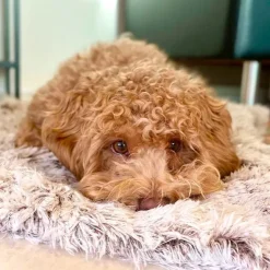 Ollipet Soft Cloud hundetæppe