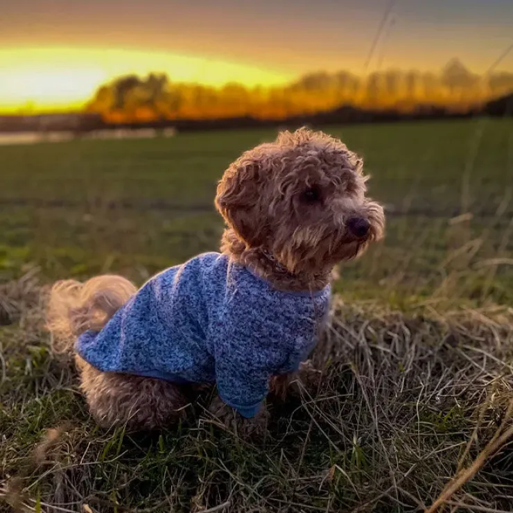 Ollipet Softy Hundetrøje | OUTLET