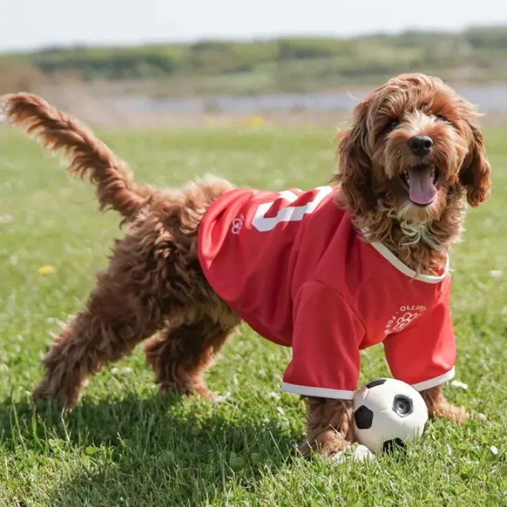 Ollipet Sports T-Shirt
