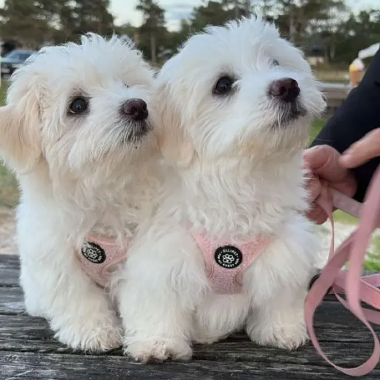 Ollipet Teddy Step-in hundesele | Lyserød