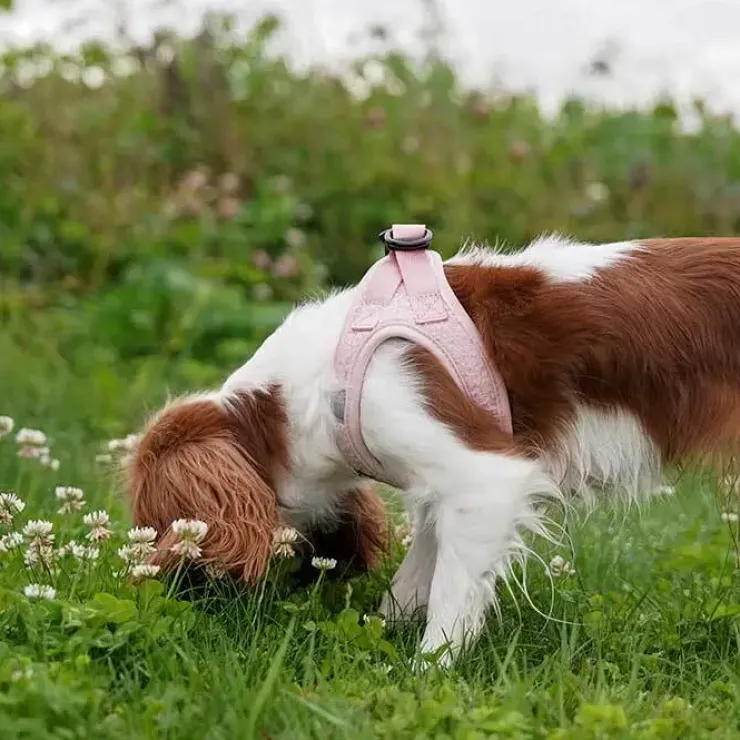 Ollipet Teddy Step-in hundesele | Lyserød