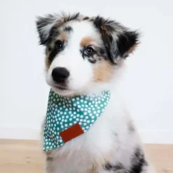 Ollipet Trendy Bandana