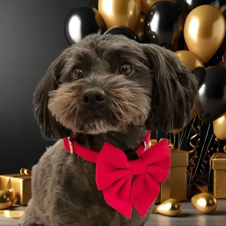 Ollipet Velour Sløjfe