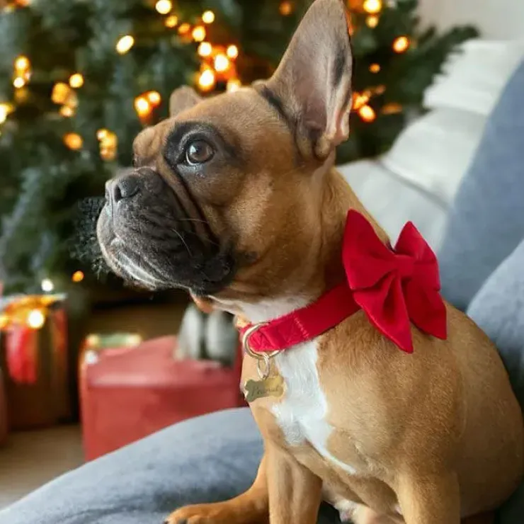 Ollipet Velour Sløjfe