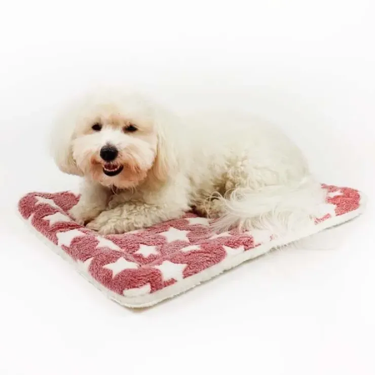 Ollipet Wellness Madras