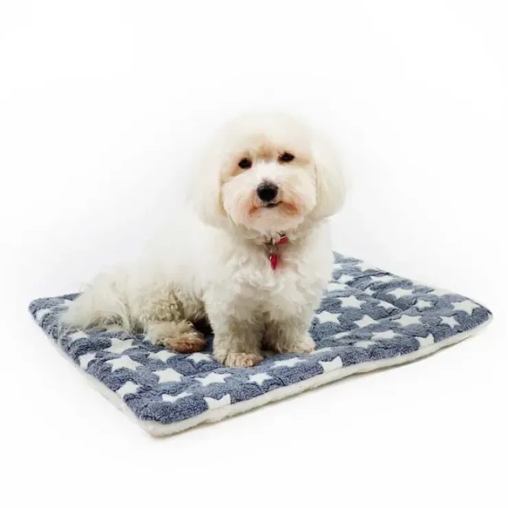 Ollipet Wellness Madras