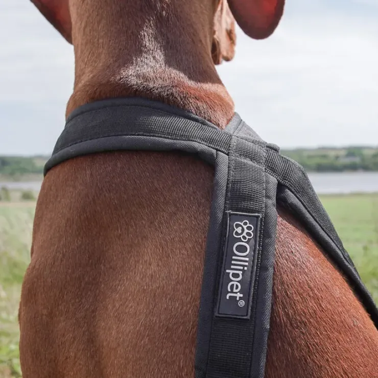 Ollipet X-Back Løbesele