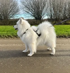 Ollipet X-Back Løbesele