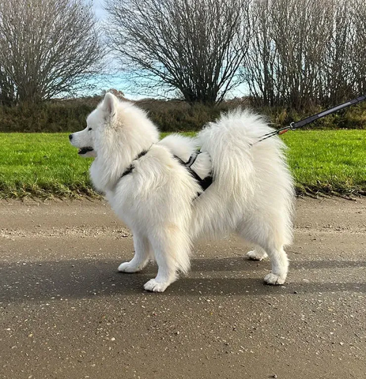 Ollipet X-Back Løbesele