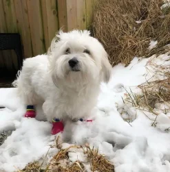 Outdoor waterproof pet socks - kort skaft