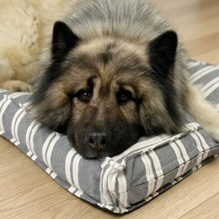 Ozami stribet Hundemadras