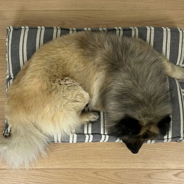 Ozami stribet Hundemadras