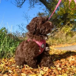 Pakketilbud | Ollipet For Wagging tails sele og snor