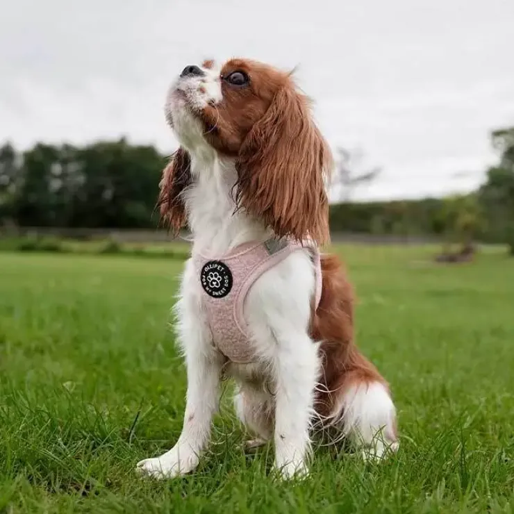 Pakketilbud | Ollipet Teddy Sæt | Lyserød