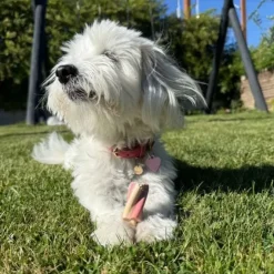 Pup Ice Twister hundeis | Jordbær og Vanilje 3 stk.