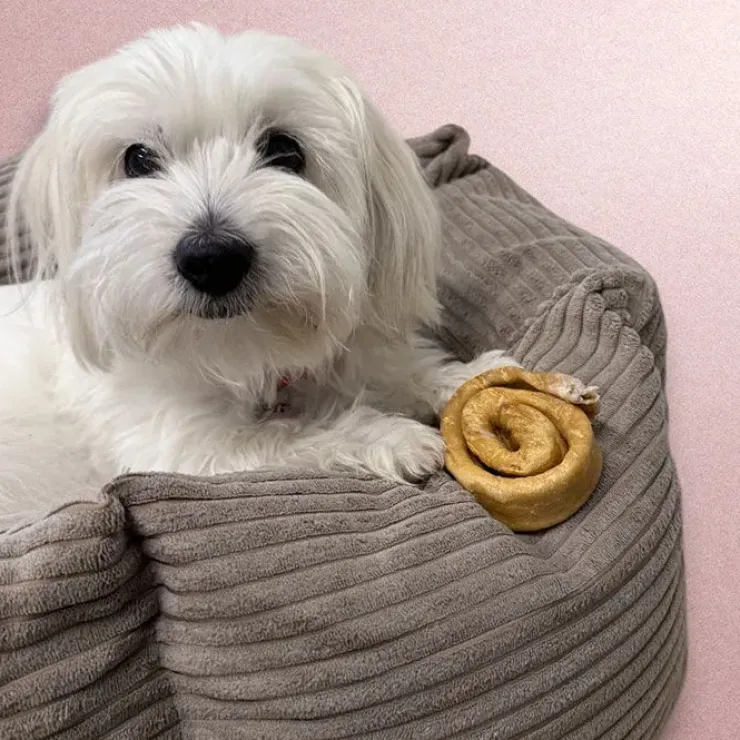Snack'it Donut Hestehud | 10 stk